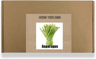 CYBEXIS Fast Germination Asparagus Seeds-50 Seeds Seed(50 per packet)