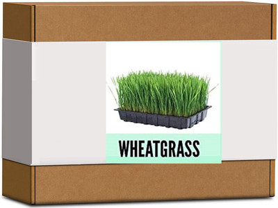 CYBEXIS High Germination Wheatgrass Seeds1400 Seeds Seed(1400 per packet)