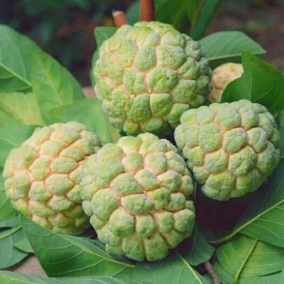 XOLDA Custard Apple Hybrid Seed(15 per packet)