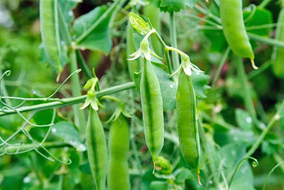 XOLDA Green Peas Seed(27 per packet)