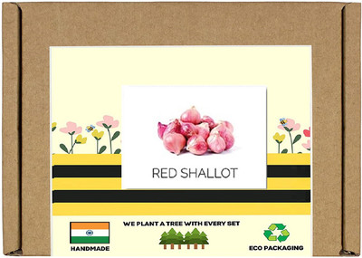CYBEXIS F1 Hybrid Red Shallot Onion Seeds2000 Seeds Seed(2000 per packet)