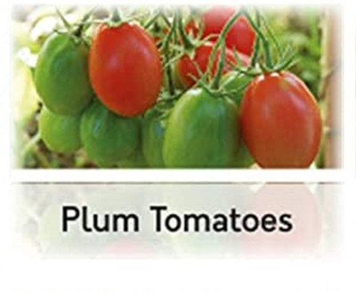 CYBEXIS Hybrid Tomato Plum Roma Seeds2000 Seeds Seed(2000 per packet)