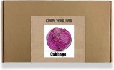 CYBEXIS Fast Germination Red Cabbage Seeds2000 Seeds Seed(2000 per packet)
