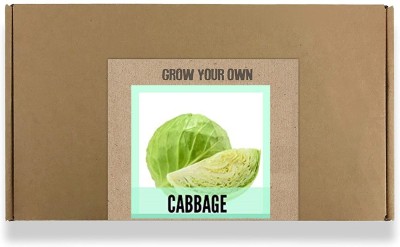 CYBEXIS Fast Germination Cabbage Seeds2000 Seeds Seed(2000 per packet)