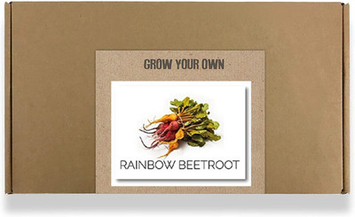 CYBEXIS Fast Germination Multicolored Rainbow Beetroot Seeds1000 Seeds Seed(1000 per packet)
