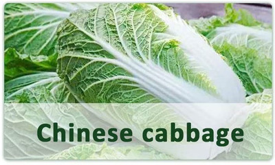 CYBEXIS Fast Germination Chinese Cabbage Seeds1000 Seeds Seed(1000 per packet)