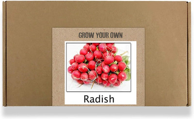 CYBEXIS Fast Germination Round Radish Seeds2400 Seeds Seed(2400 per packet)