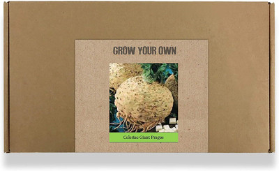 CYBEXIS Fast Germination Celeriac Giant Prague Seeds1000 Seeds Seed(1000 per packet)