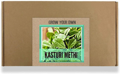 CYBEXIS Fast Germination Kasuri Methi Seeds1400 Seeds Seed(1400 per packet)