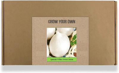 CYBEXIS Fast Germination White Sweet Onion Seeds2000 Seeds Seed(2000 per packet)