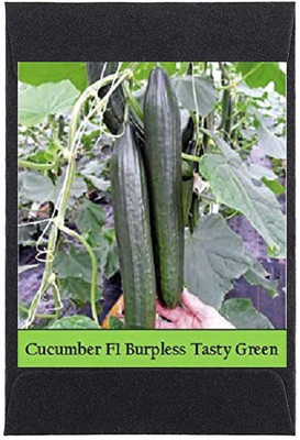 CYBEXIS Heirloom Cucumber Green Seeds2000 Seeds Seed(2000 per packet)
