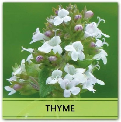 CYBEXIS Heirloom Thyme Seeds400 Seeds Seed(400 per packet)