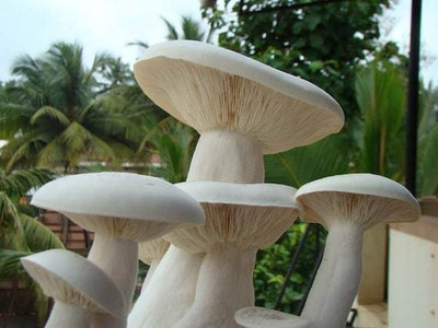 XOLDA Mushroom Hybrid Seed(35 per packet)