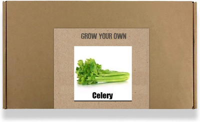 CYBEXIS Fast Germination Green Celery Seeds-350 Seeds Seed(350 per packet)