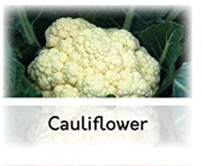 CYBEXIS Hybrid Cauliflower Year Round Seeds2000 Seeds Seed(2000 per packet)