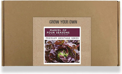 CYBEXIS Fast Germination Marvel Of Four Seasons Lettuce Seeds2000 Seeds Seed(2000 per packet)