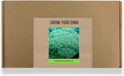 CYBEXIS Fast Germination Broccoli Marathon Seeds500 Seeds Seed(500 per packet)