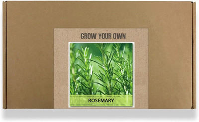 CYBEXIS Fast Germination Rosemary Seeds800 Seeds Seed(800 per packet)