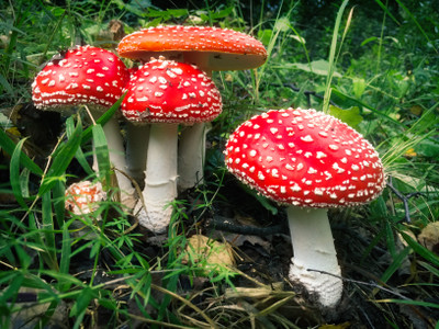 XOLDA Mushroom Hybrid Seed(15 per packet)