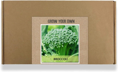 CYBEXIS Fast Germination Green Broccoli Seeds500 Seeds Seed(500 per packet)