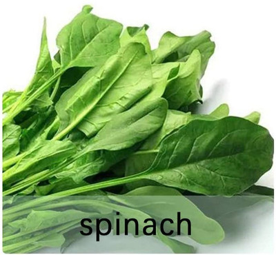 CYBEXIS Heirloom Green Spinach Seeds1000 Seeds Seed(1000 per packet)