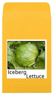 CYBEXIS Heirloom Iceberg Lettuce Seeds-500 Seeds Seed(500 per packet)
