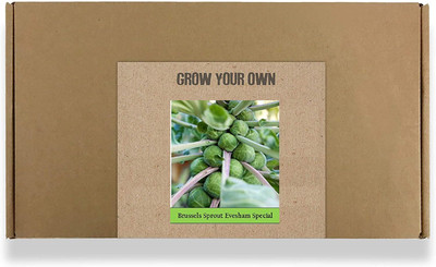 CYBEXIS Fast Germination Brussels Sprouts Seeds Seeds1000 Seeds Seed(1000 per packet)