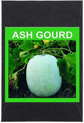 CYBEXIS Heirloom Ash Gourd Seeds800 Seeds Seed(800 per packet)