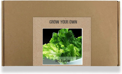 CYBEXIS Fast Germination Iceberg Lettuce Seeds4000 Seeds Seed(4000 per packet)
