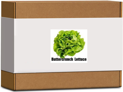 CYBEXIS High Germination Buttercrunch Lettuce Seeds2000 Seeds Seed(2000 per packet)