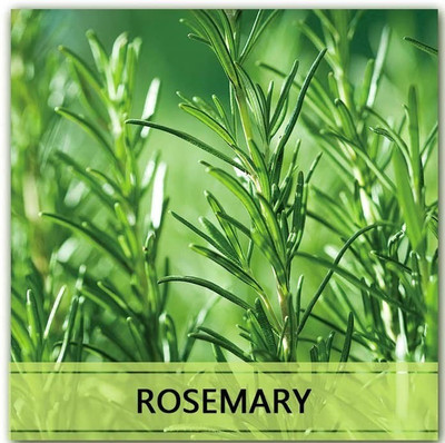 CYBEXIS Heirloom Rosemary Seeds200 Seeds Seed(200 per packet)