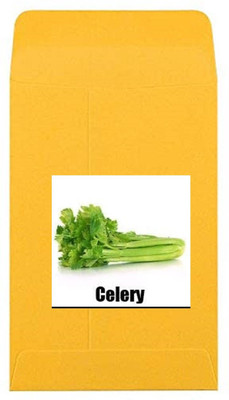 CYBEXIS Heirloom Green Celery Seeds700 Seeds Seed(700 per packet)