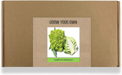CYBEXIS Fast Germination Broccoli/Cauliflower Romanesco Seeds2000 Seeds Seed(2000 per packet)