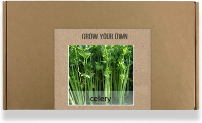 CYBEXIS Fast Germination Celery Seeds700 Seeds Seed(700 per packet)