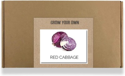 CYBEXIS Fast Germination Red Cabbage Seeds500 Seeds Seed(500 per packet)