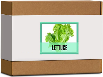 CYBEXIS High Germination Lettuce Seeds1000 Seeds Seed(1000 per packet)