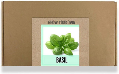 CYBEXIS High Germination Geovanese Basil Seeds4000 Seeds Seed(4000 per packet)