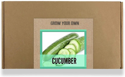 CYBEXIS Fast Germination Cucumber Seeds2000 Seeds Seed(2000 per packet)