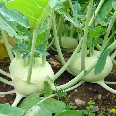 Arshiayat Knol Khol-Kholrabi-Giant Biennial Seed(85 per packet)