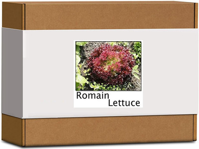 CYBEXIS High Germination Romain Lettuce Seeds2000 Seeds Seed(2000 per packet)