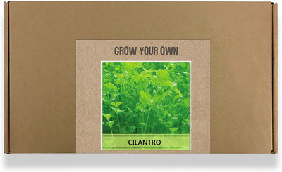 CYBEXIS Fast Germination Cilantro Seeds2800 Seeds Seed(2800 per packet)