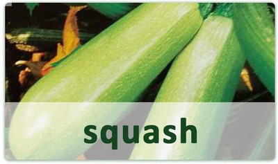 CYBEXIS Fast Germination Squash Seeds-50 Seeds Seed(50 per packet)