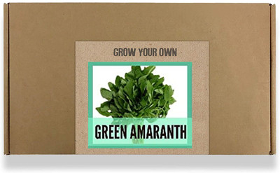 CYBEXIS Fast Germination Green Amaranth Seeds4000 Seeds Seed(4000 per packet)