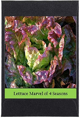 CYBEXIS Heirloom Lettuce:Marvel Of 4 Seasons Seeds2000 Seeds Seed(2000 per packet)