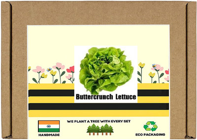 CYBEXIS F1 Hybrid Lettuce Buttercrunch Seeds1000 Seeds Seed(1000 per packet)