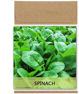 CYBEXIS Guarenteed Germination Spinach Seeds4000 Seeds Seed(4000 per packet)