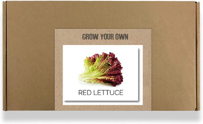 CYBEXIS Fast Germination Red Lettuce Seeds2000 Seeds Seed(2000 per packet)
