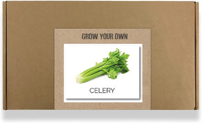 CYBEXIS Fast Germination Green Celery Seeds700 Seeds Seed(700 per packet)
