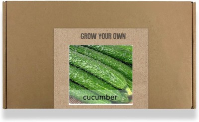 CYBEXIS Fast Germination Cucumber Seeds1000 Seeds Seed(1000 per packet)