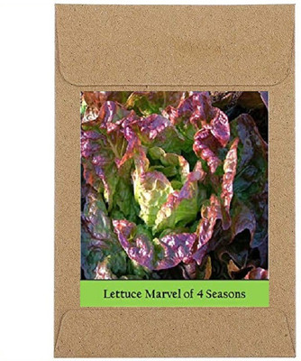 CYBEXIS Guarenteed Germination Lettuce:Marvel Of 4 Seasons Seeds2000 Seeds Seed(2000 per packet)